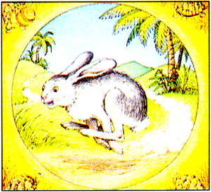The Tortise and the Hare