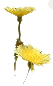 daisies
