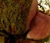 Herb Rubbed Sirloin Tip Roast