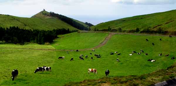 Cattle-041805-1046a